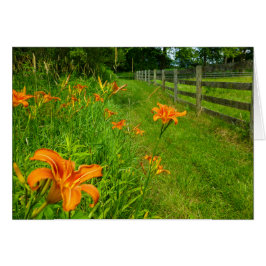 Daylilies längs fenceline hälsningskort