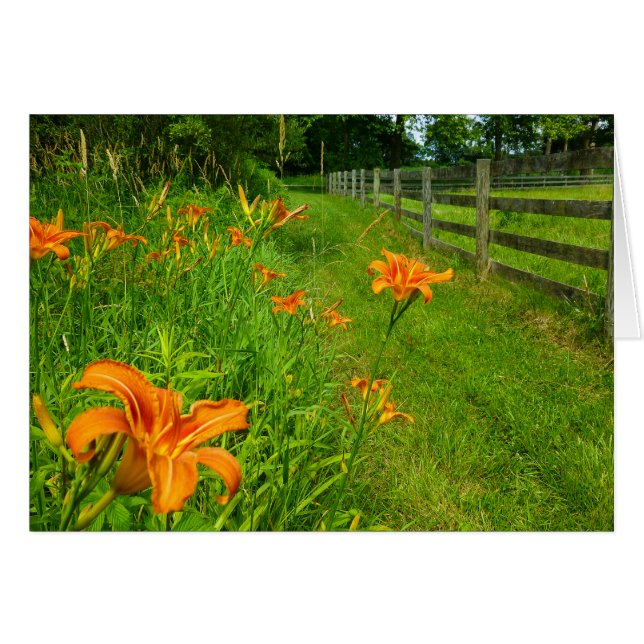 Daylilies längs fenceline hälsningskort (Framsidan Horizontal)