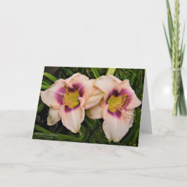 Daylilies / Lily Flowers / Cream & Lila / Kort