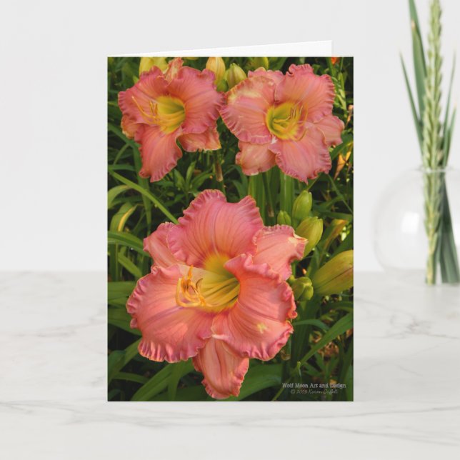 Daylilies / Lily Flowers / Rosy Rosa 2 / Kort (Framsida)