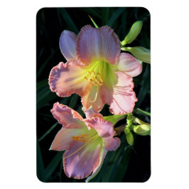 Daylilies Magnet