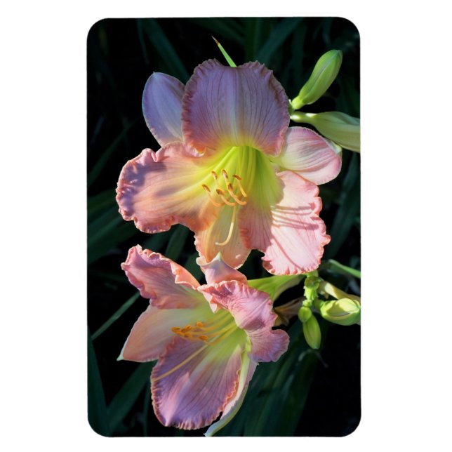 Daylilies Magnet (Vertikal)