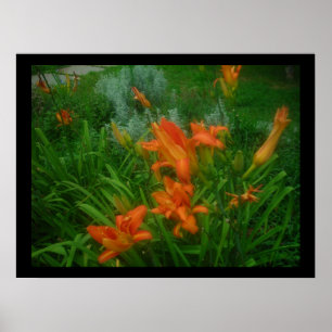 Daylilies på svart poster