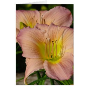 Daylillies Hälsningskort
