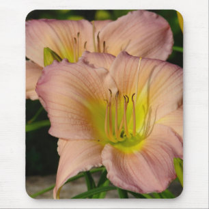 Daylillies Musmatta