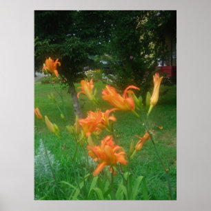 Daylillies Orange Poster