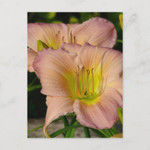 Daylillies Vykort