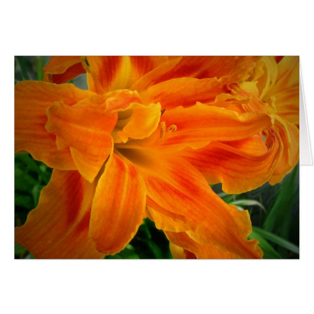 Daylily 08 hälsningskort (Framsidan Horizontal)