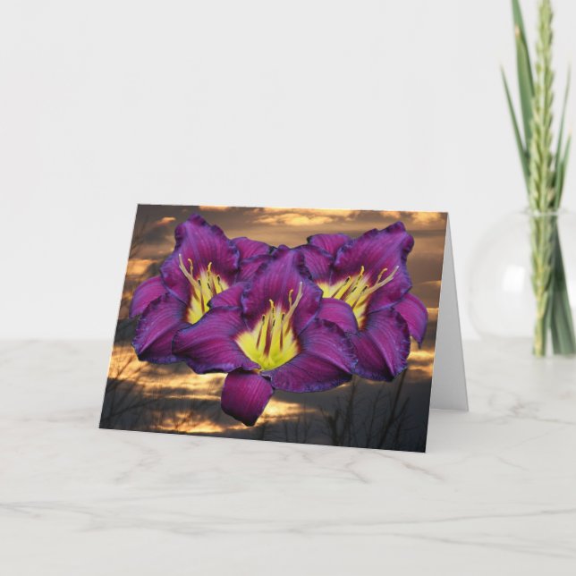 Daylily 'Bela Lugosi Kort (Framsida)