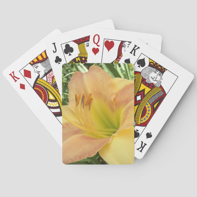 DAYLILY ’Blond Baby’ — Kortlek (Baksidan)