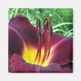 Daylily ’Dominic’ B Mörk Vin Magnet