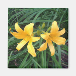 DAYLILY "Downey" Guld Duo — Magnet