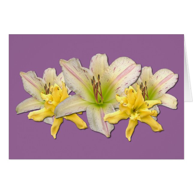 Daylily"Dr. Strangelove' Hälsningskort (Framsidan Horizontal)