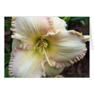Daylily Dreaming OBS Kort