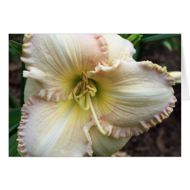 Daylily Dreaming OBS Kort (Framsidan Horizontal)