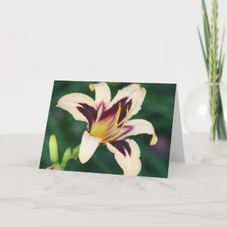 Daylily 'egyptiska Queen Kort