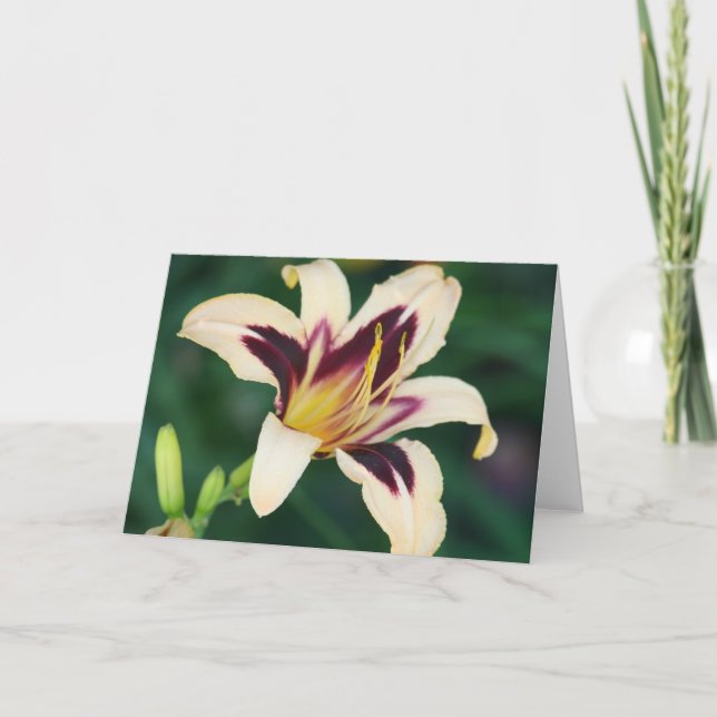 Daylily 'egyptiska Queen Kort (Framsida)