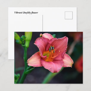Daylily Flower Vykort