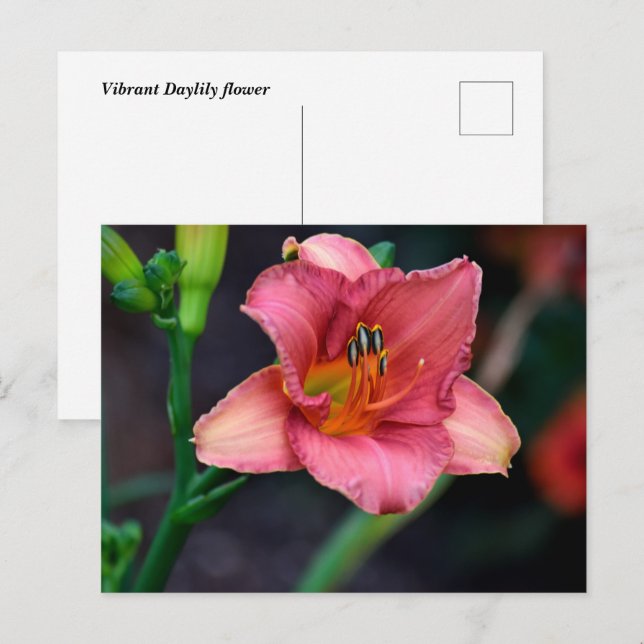 Daylily Flower Vykort (Fram/baksida)