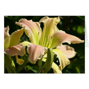 Daylily 'Frog's Öga' Hälsningskort