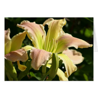 Daylily 'Frog's Öga' Hälsningskort
