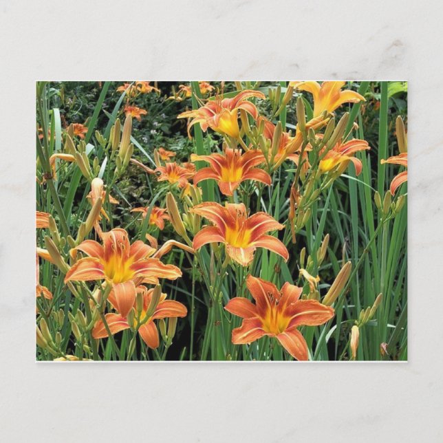 Daylily Garden/Orange Lily Flowers-foto Vykort (Framsida)