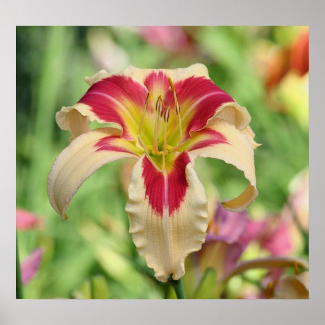 Daylily Garden Poster (Framsidan)