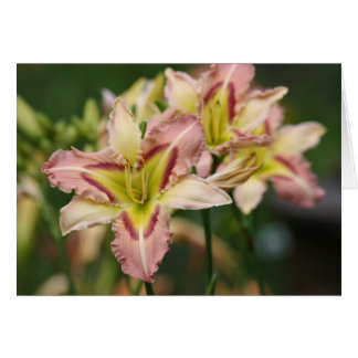 Daylily 'Himmelsk Rosa Butterfly Hälsningskort