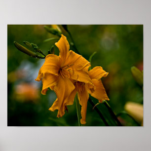 Daylily ’Jersey Spider’ Poster