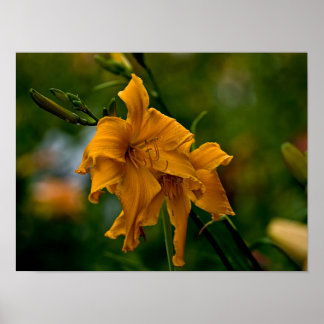 Daylily ’Jersey Spider’ Poster