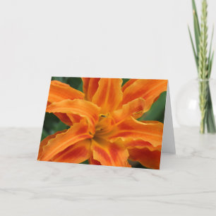 Daylily Kort