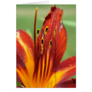 Daylily Macro Photo Hälsningskort