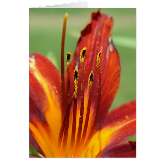 Daylily Macro Photo Hälsningskort (Framsidan)