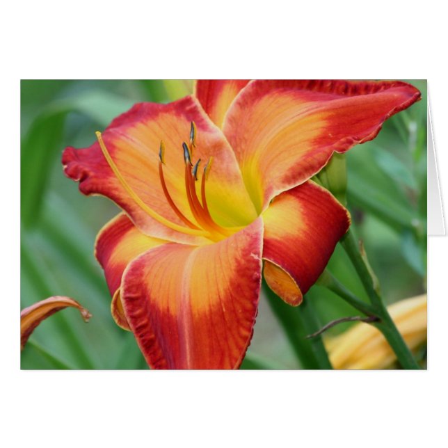 Daylily 'Matchless Fire Hälsningskort (Framsidan Horizontal)