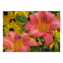 Daylily och Rudbeckia Combo