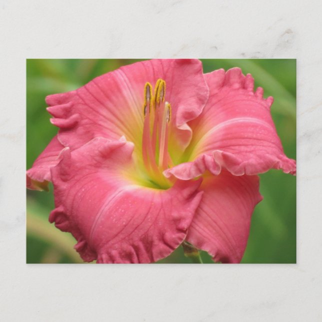 Daylily Rosa Vykort (Framsida)