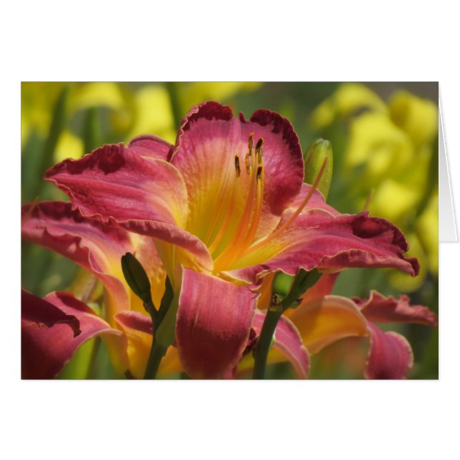 Daylily Sheik Hälsningskort (Framsidan Horizontal)