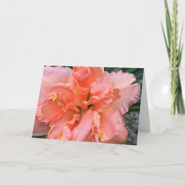Daylily 'Siloam dubbla Classic Kort (Framsida)