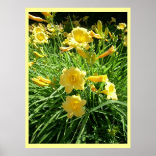 Daylily Splendor Poster