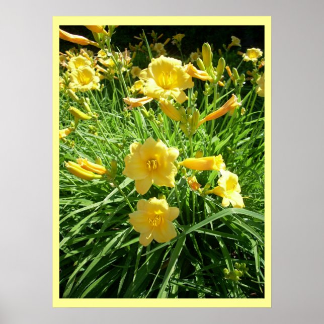 Daylily Splendor Poster (Framsidan)