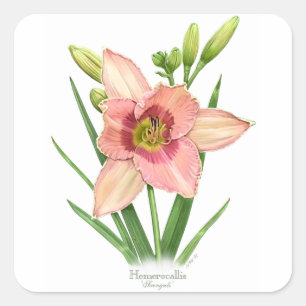 Daylily - Svengali Fyrkantigt Klistermärke