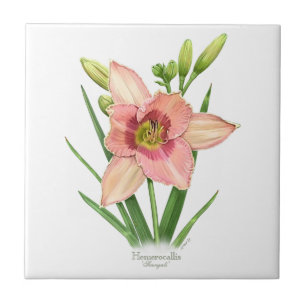Daylily - Svengali Kakelplatta