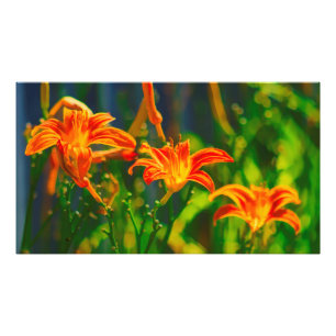 Daylily Trio Fototryck