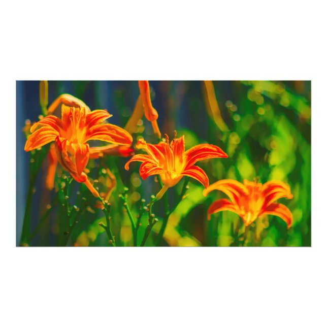 Daylily Trio Fototryck (Framsidan)
