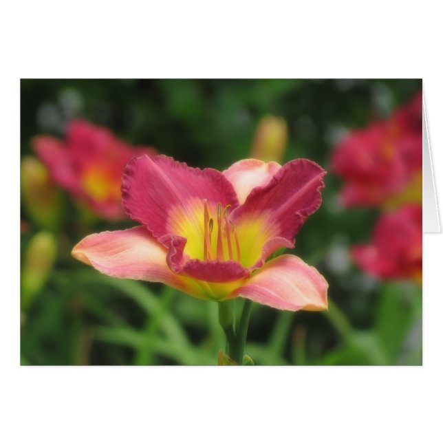 Daylily Vision - gamle Kung Cole Daylily Hälsningskort (Framsidan Horizontal)