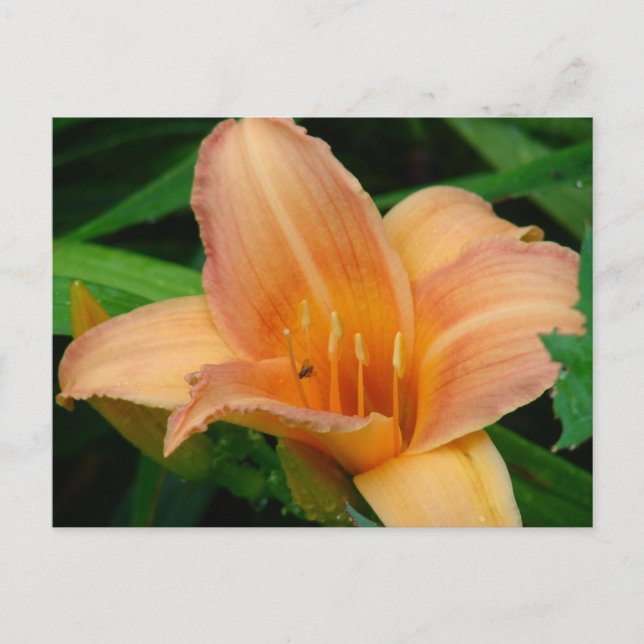 Daylily Vykort (Framsida)