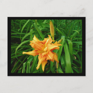 Daylily Vykort