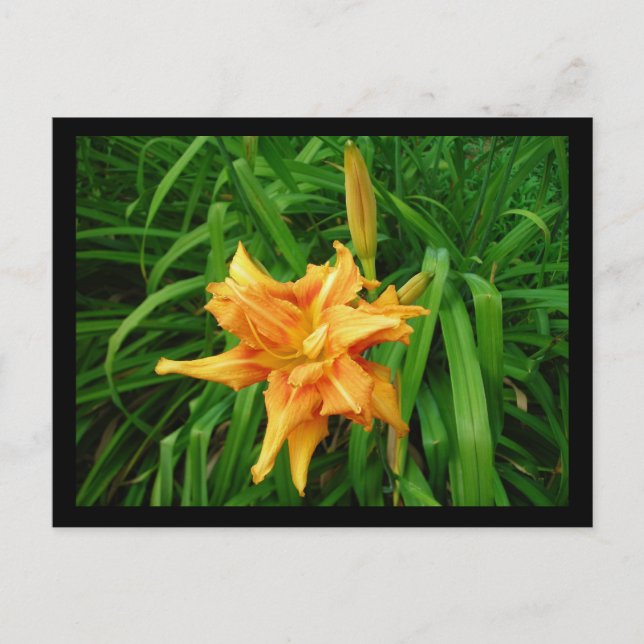 Daylily Vykort (Framsida)