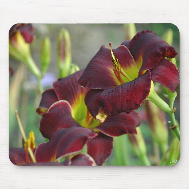 Daylily'vintage Bordeaux Musmatta (Framsidan)