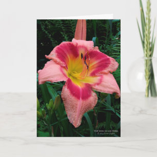 Dayliskt blomma / Lily / Rosy Rosa med rött Öga / Kort
